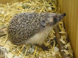 Attēlu rezultāti vaicājumam “Erinaceus roumanicus”