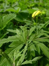 Attēlu rezultāti vaicājumam “Tranzschelia pruni-spinosae”