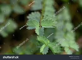 Attēlu rezultāti vaicājumam “Poterium sanguisorba”