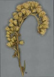 Attēlu rezultāti vaicājumam “Solidago canadensis fruit”