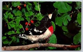 Image result for Pheucticus ludovicianus