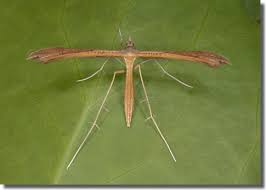 Attēlu rezultāti vaicājumam “Stenoptilia pterodactyla”