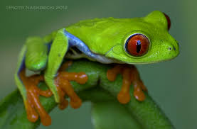 Attēlu rezultāti vaicājumam “Dianema nivale macro”