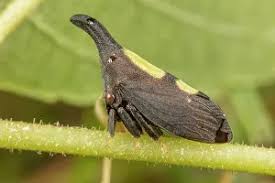 Attēlu rezultāti vaicājumam “Auchenorrhyncha”