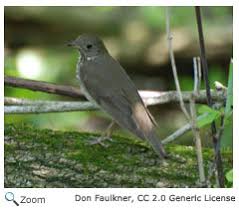 Image result for Catharus minimus