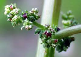 Attēlu rezultāti vaicājumam “Chenopodium polyspermum var. acutifolium flower”