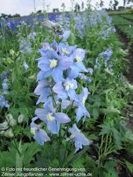 Image result for Rittersporn