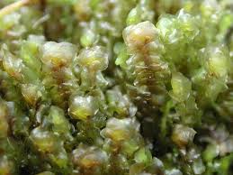 Attēlu rezultāti vaicājumam “Scapania”