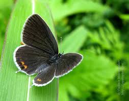 Attēlu rezultāti vaicājumam “Everes argiades underside”