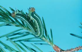 Attēlu rezultāti vaicājumam “Gilpinia”