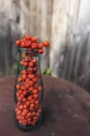 Attēlu rezultāti vaicājumam “Sorbus aucuparia fruit”