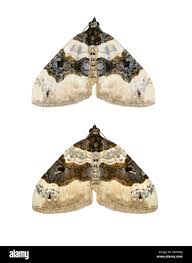 Attēlu rezultāti vaicājumam “Cosmorhoe ocellata”