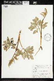 Attēlu rezultāti vaicājumam “Botrychium multifidum”