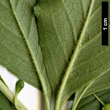 Attēlu rezultāti vaicājumam “Enkianthus chinensis leaf”