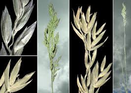 Attēlu rezultāti vaicājumam “Poa angustifolia”