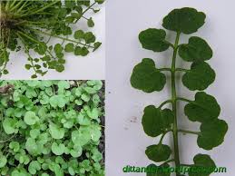 Attēlu rezultāti vaicājumam “Cardamine amara leaf”