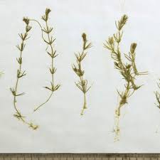 Attēlu rezultāti vaicājumam “Chara aspera”