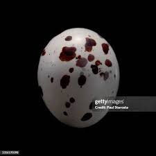 Attēlu rezultāti vaicājumam “Emberiza schoeniclus eggs”