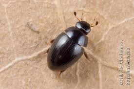 Attēlu rezultāti vaicājumam “Bitoma crenata imago”