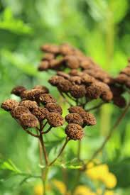 Image result for Tanacetum vulgare