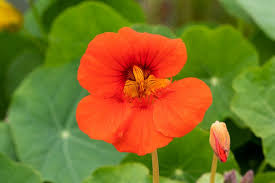 Attēlu rezultāti vaicājumam “Tropaeolum majus leaf”