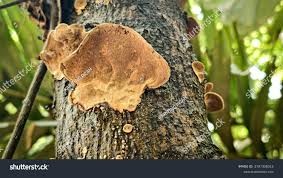 Attēlu rezultāti vaicājumam “Hapalopilus nidulans”