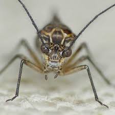 Attēlu rezultāti vaicājumam “Psococerastis gibbosa”