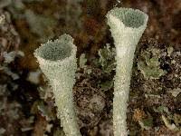 Attēlu rezultāti vaicājumam “Cladonia botrytes”