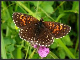 Attēlu rezultāti vaicājumam “Melitaea diamina”