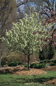 Attēlu rezultāti vaicājumam “Malus baccata”