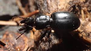 Attēlu rezultāti vaicājumam “Dendrophagus crenatus”