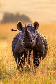 Image result for Rhyl Rhinos