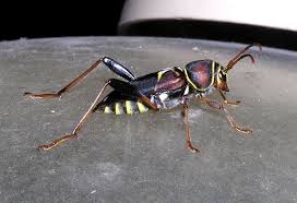 Attēlu rezultāti vaicājumam “Cerambycidae”