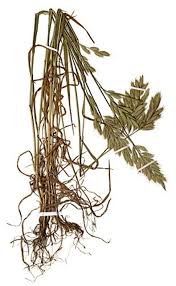 Attēlu rezultāti vaicājumam “Bromus hordeaceus subsp. hordaceus”