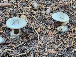 Attēlu rezultāti vaicājumam “Dentipellis fragilis”