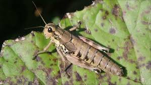 Attēlu rezultāti vaicājumam “Podisma pedestris”