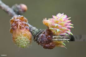 Attēlu rezultāti vaicājumam “Larix decidua flower”