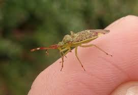 Attēlu rezultāti vaicājumam “Pantilius tunicatus”