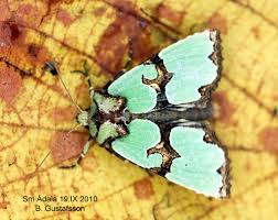 Attēlu rezultāti vaicājumam “Staurophora celsia”