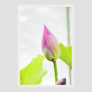 Attēlu rezultāti vaicājumam “Lotus sp. bud”