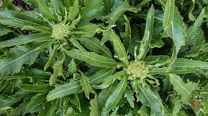 Attēlu rezultāti vaicājumam “Armoracia rusticana leaf”