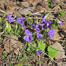Attēlu rezultāti vaicājumam “Viola hirta leaf”