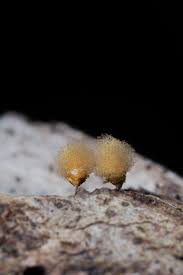 Attēlu rezultāti vaicājumam “Licea pusilla macro”