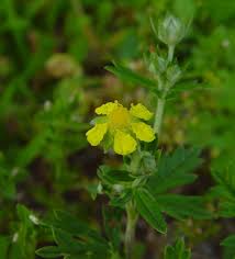Image result for Potentilla argentea