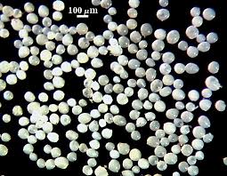 Attēlu rezultāti vaicājumam “Enteridium variabile spores”