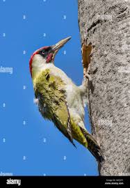 Attēlu rezultāti vaicājumam “Picus viridis nest”