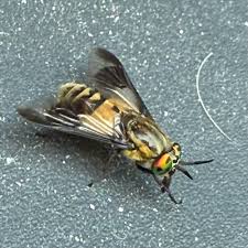 Attēlu rezultāti vaicājumam “Chrysops”