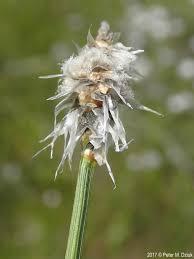 Attēlu rezultāti vaicājumam “Eriophorum latifolium fruit”