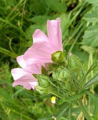 Image result for Malva moschata
