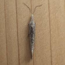 Attēlu rezultāti vaicājumam “Ypsolopha asperella”